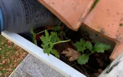 Pourquoi des plantes poussent-elles dans les gouttières