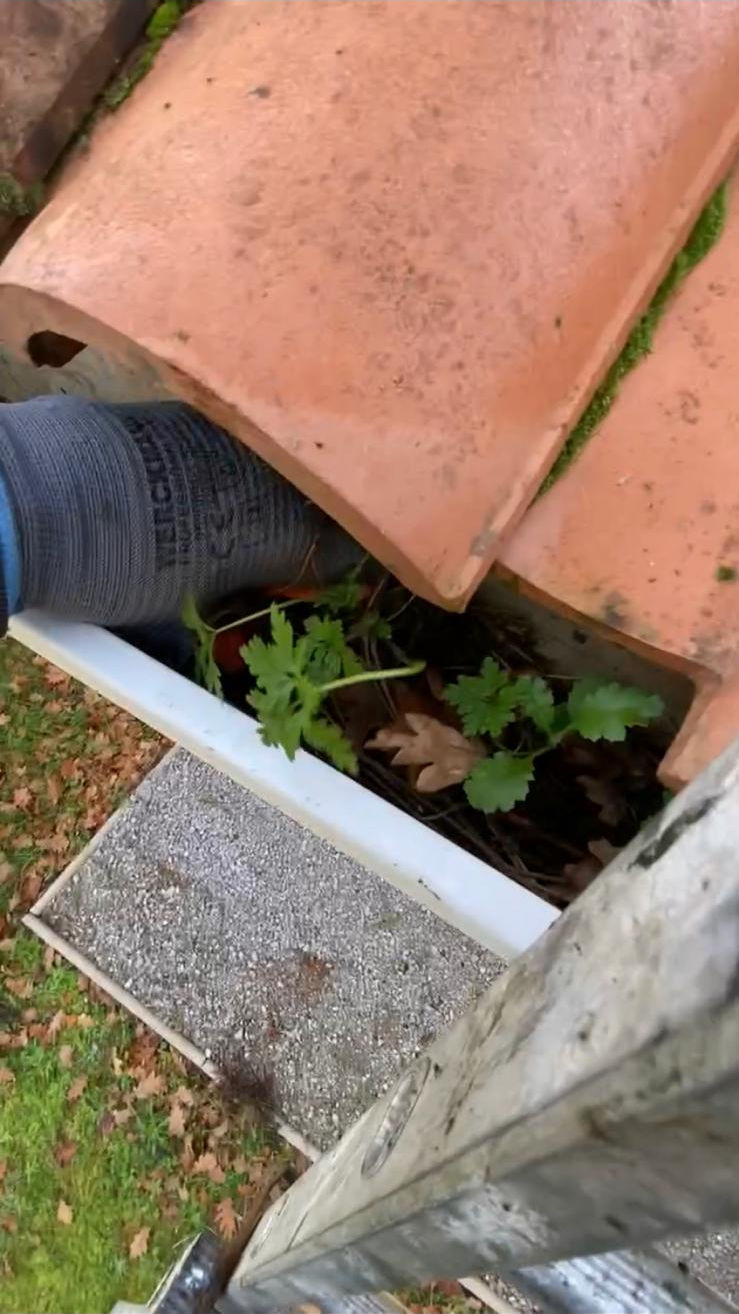 Pourquoi des plantes poussent-elles dans les gouttières Pourquoi des plantes poussent-elles dans les gouttières